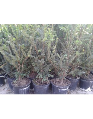 Venijnboom | Taxus Baccata | haagplant