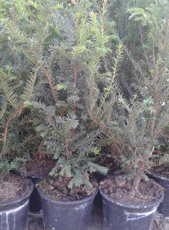 Venijnboom | Taxus Baccata | haagplant