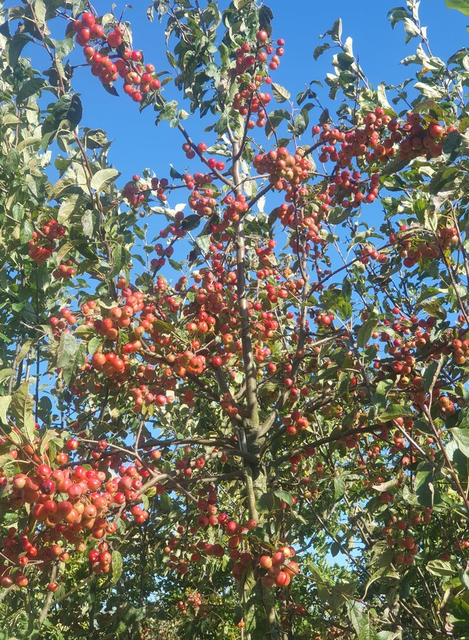 Sierappel | Malus Red Sentinel