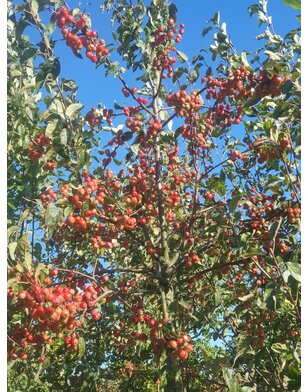 Leisierappel | Malus Red Sentinel