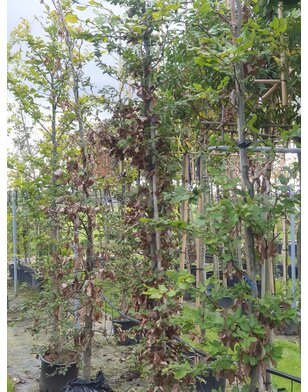 Groene Beuk | Fagus sylvatica