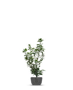 Laurier voor haag | Prunus laurocerasus Rotundifolia