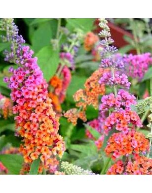 Vlinderstruik |  Buddleja weyeriana 'Flower Power'