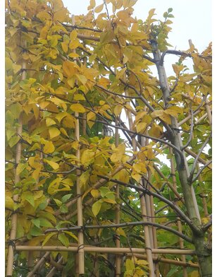 Leihaagbeuk | Carpinus betulus Lucas