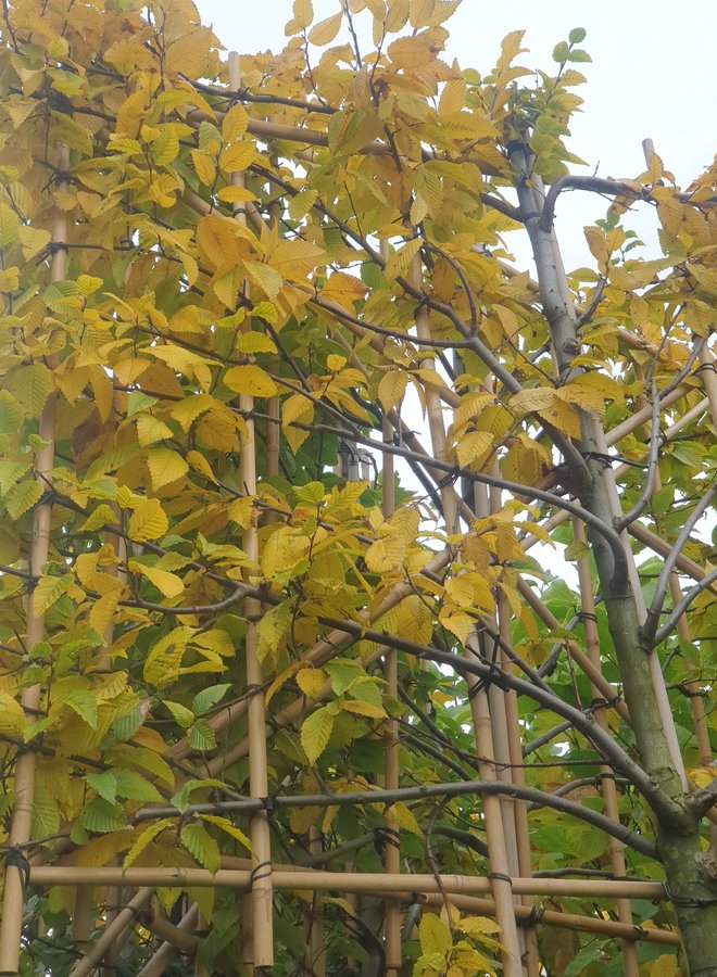 Leihaagbeuk | Carpinus betulus Lucas