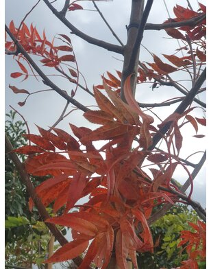 Lijsterbes | Sorbus Dodong