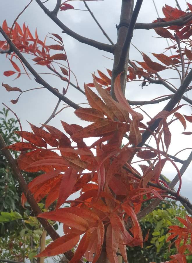 Lijsterbes | Sorbus Dodong