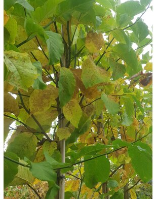 Beverboom | Magnolia Kobus