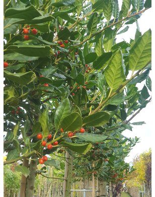 Leihulst | Ilex Blue Maid