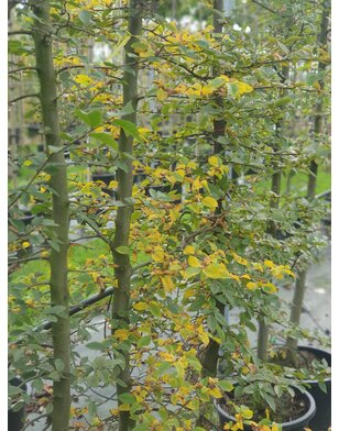 Haagbeuk in boogvorm | Carpinus betulus Fastigiata