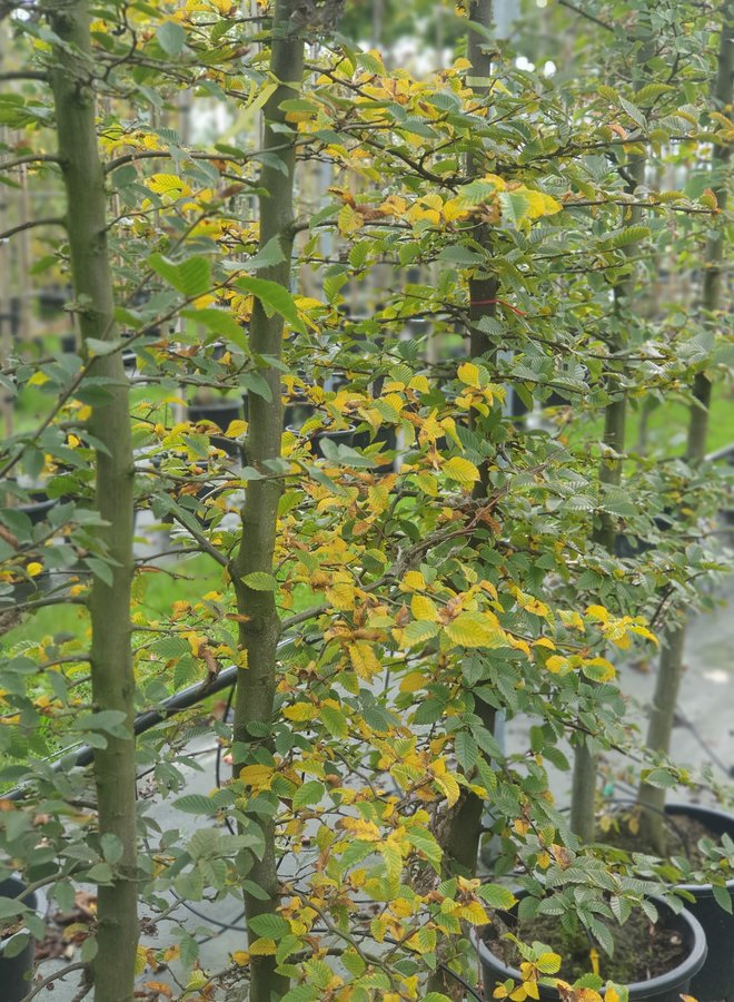 Haagbeuk in boogvorm | Carpinus betulus Fastigiata