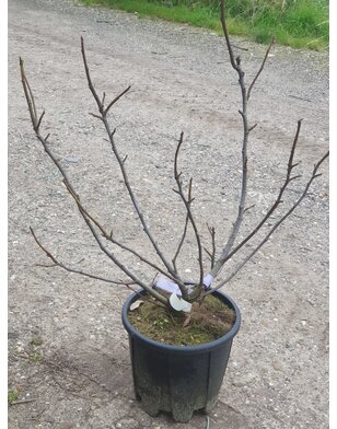 Vijgenboom | Ficus Carica