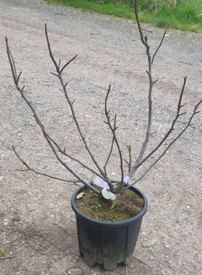 Vijgenboom | Ficus Carica