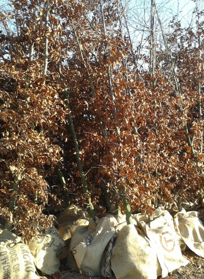 Rode Beuk boom | Fagus sylvatica Atropunicea