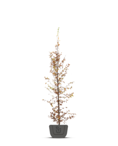 Carpinus betulus | haagbeuk boom