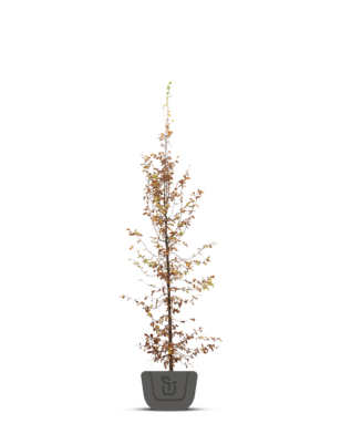 Carpinus betulus | haagbeuk boom