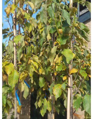 Beverboom | Magnolia soulangeana Heaven Scent