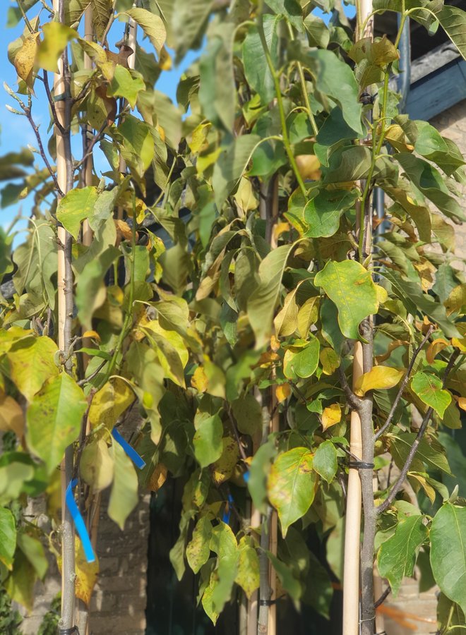 Beverboom | Magnolia soulangeana Heaven Scent