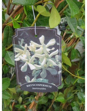 Toscaanse jasmijn | klimplant | Sterjasmijn