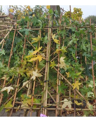 Liquidambar styraciflua amberboom als leiboom