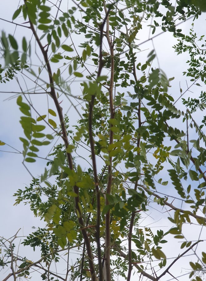 Valse christusdoorn | Gleditsia triacanthos