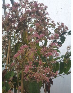 Zevenzonenboom | Heptacodium miconiodes