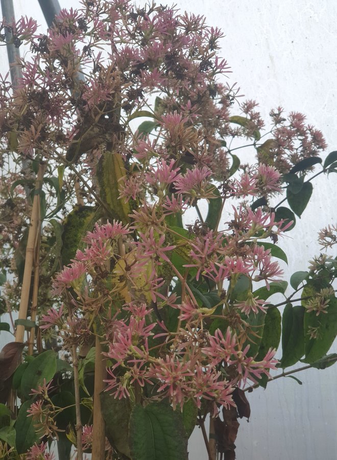 Zevenzonenboom | Heptacodium miconiodes