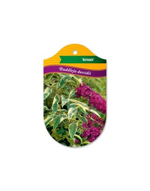 Vlinderstruik | Buddleja davidii 'Harlequin'