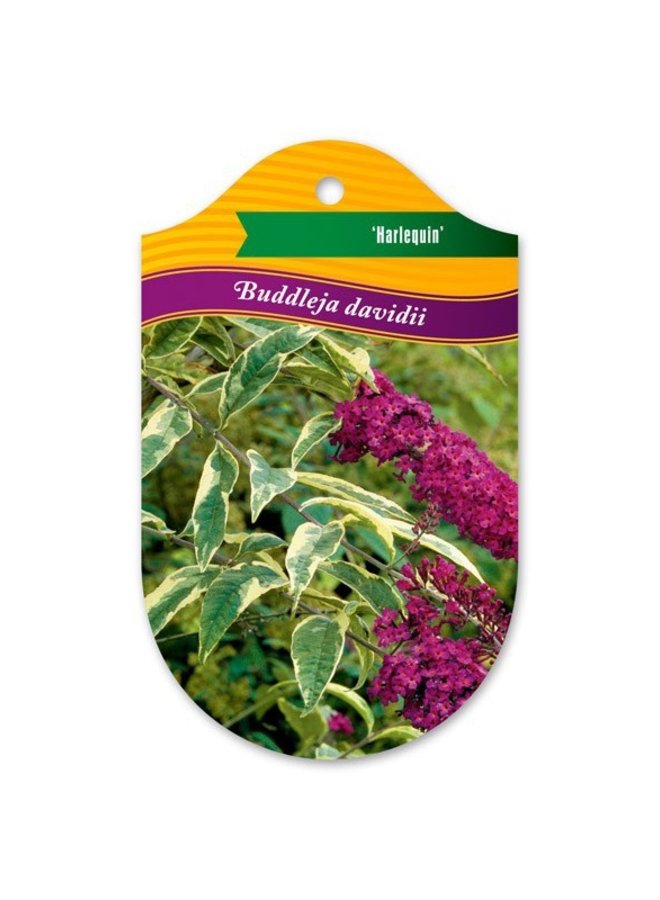 Vlinderstruik |  Buddleja davidii 'Harlequin'