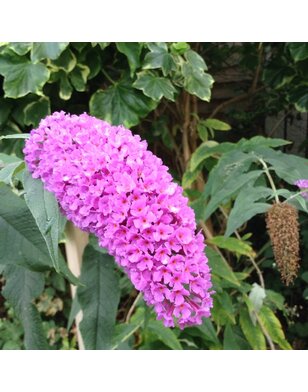 Vlinderstruik |  Buddleja davidii 'Fascinating'