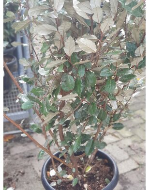 Olijfwilg |  Elaeagnus ebbingei Compacta