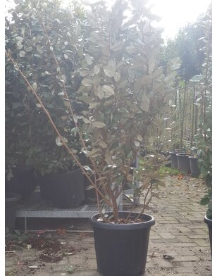 Olijfwilg |  Elaeagnus ebbingei Compacta