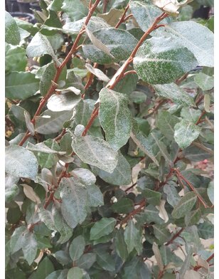 Olijfwilg |  Elaeagnus ebbingei Compacta