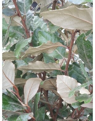 Olijfwilg op stam | Elaeagnus ebbingei