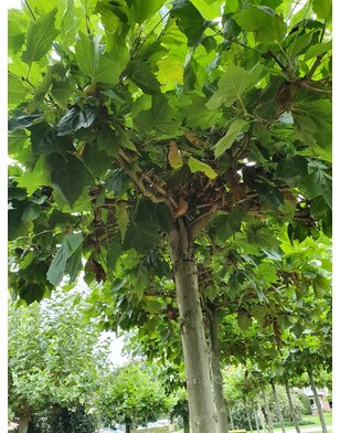 Dakplataan | Platanus hispanica