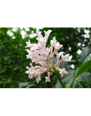 Sering op stam | Syringa in soorten