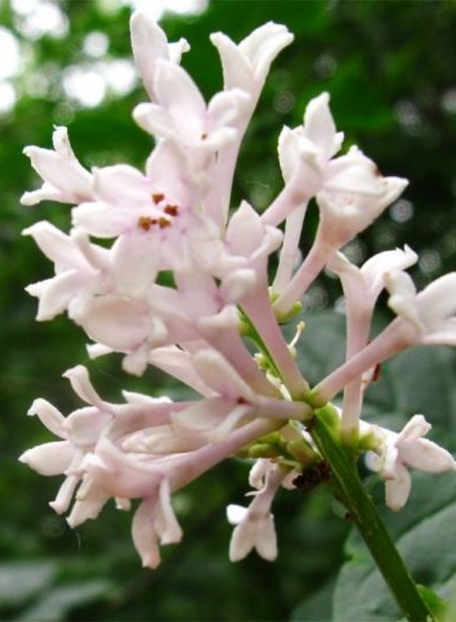 Sering op stam | Syringa in soorten