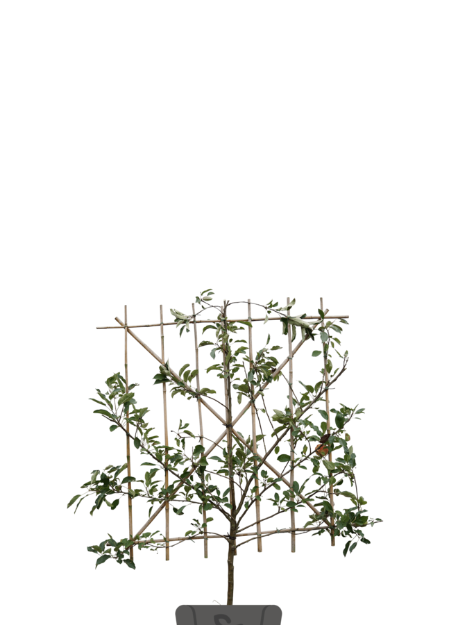 Kersenboom | Prunus avium Lapins