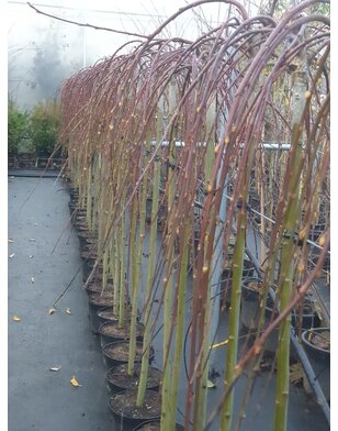 Katjeswilg | Salix caprea Kilmarnock