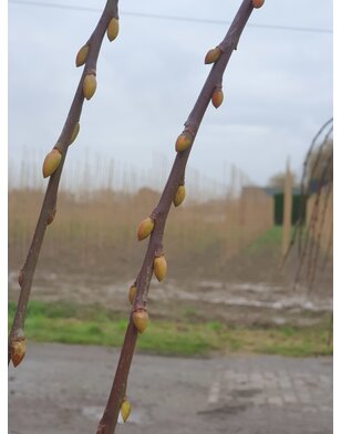 Katjeswilg | Salix caprea Kilmarnock