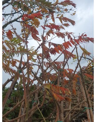 Fluweelboom | Rhus typhina