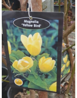 Beverboom | Magnolia Brooklynensis Yellow Bird