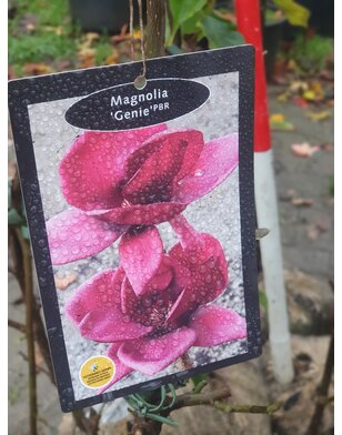 Magnoliaboom | Magnolia Genie