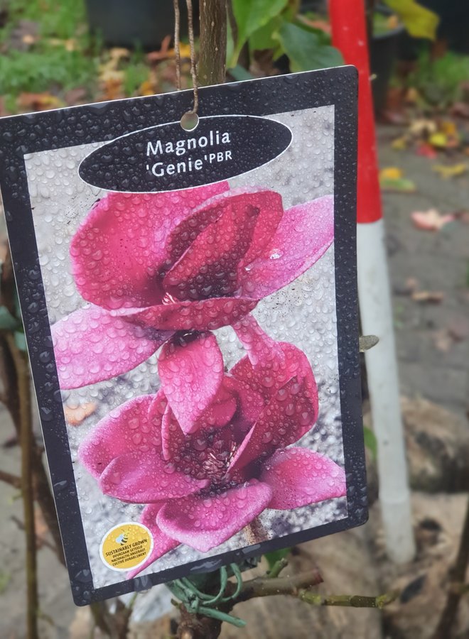 Magnoliaboom | Magnolia Genie