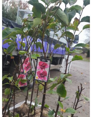 Magnoliaboom | Magnolia Genie