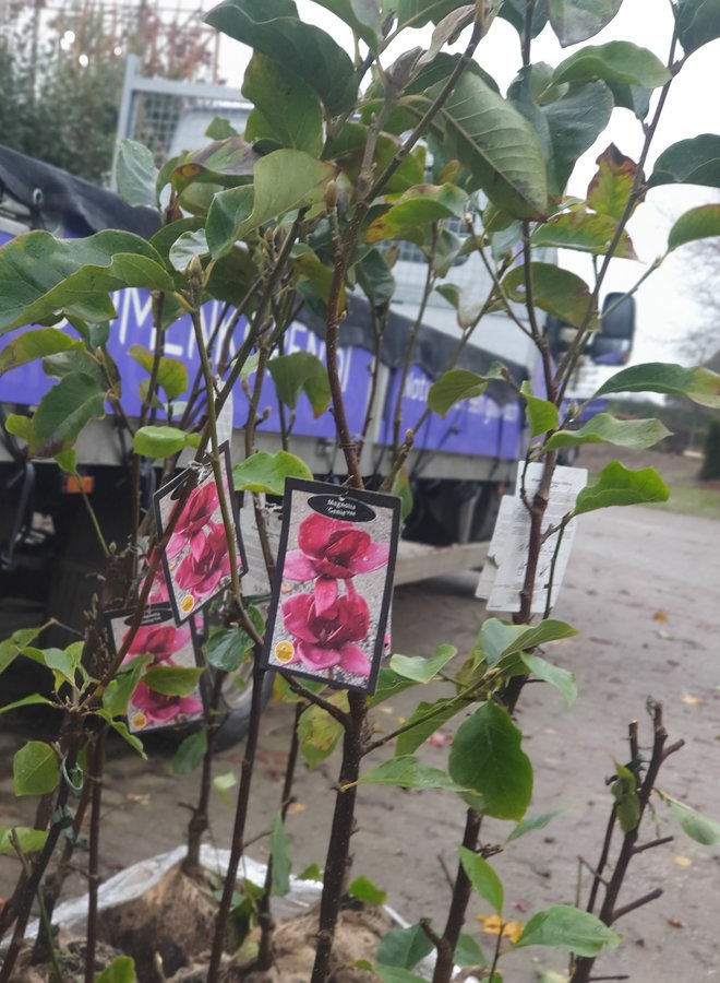 Magnoliaboom | Magnolia Genie