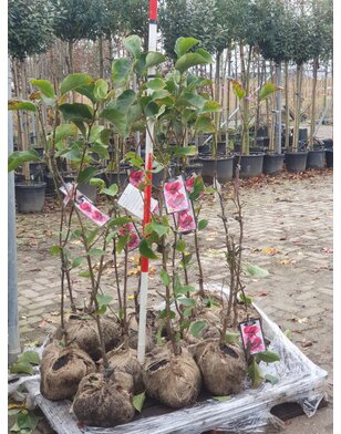 Magnoliaboom | Magnolia Genie