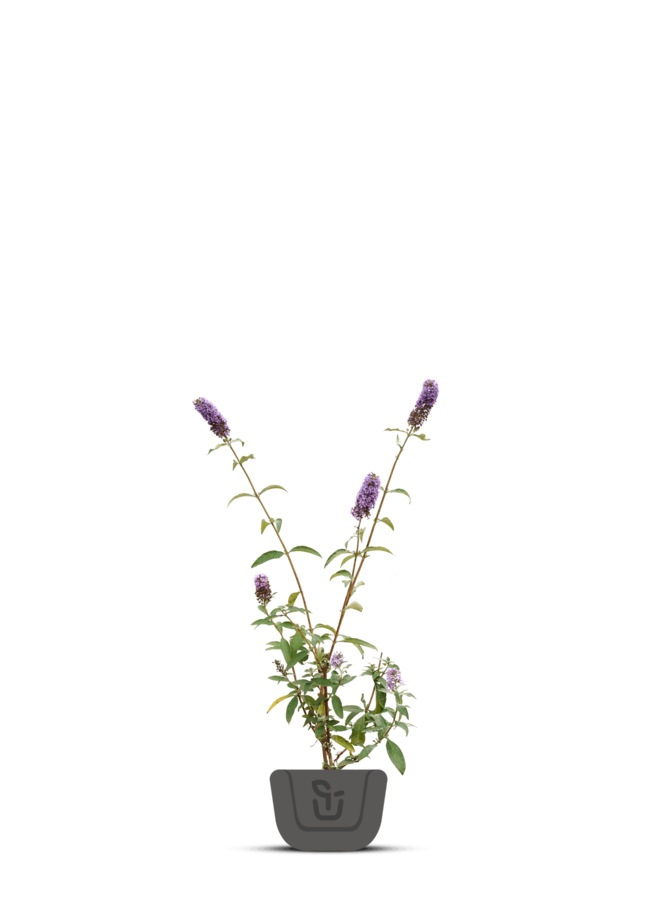 Vlinderstruik |  Buddleja davidii 'Miss Ruby'