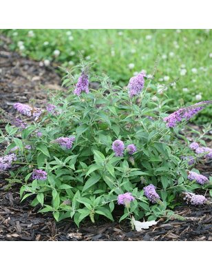 Vlinderstruik |  Buddleja davidii 'Lilac Chip'