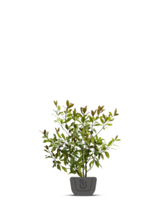 Beverboom meerstammig | Magnolia loeb. Merrill